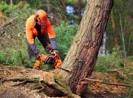 Best Root Management and Removal  in Coeur Dalene, ID