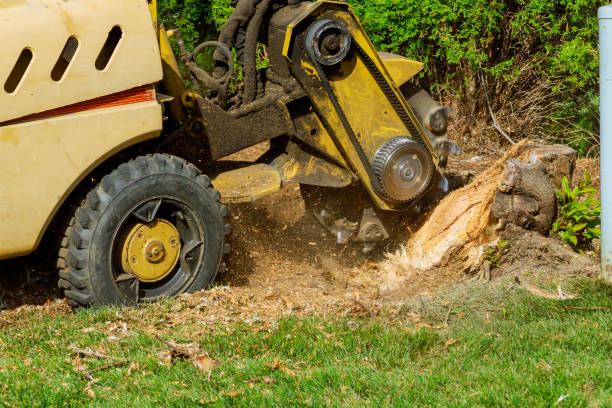 Best Hazardous Tree Removal  in Coeur Dalene, ID