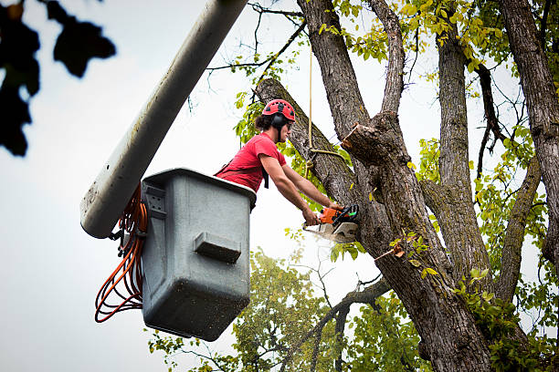 Best Palm Tree Trimming  in Coeur Dalene, ID