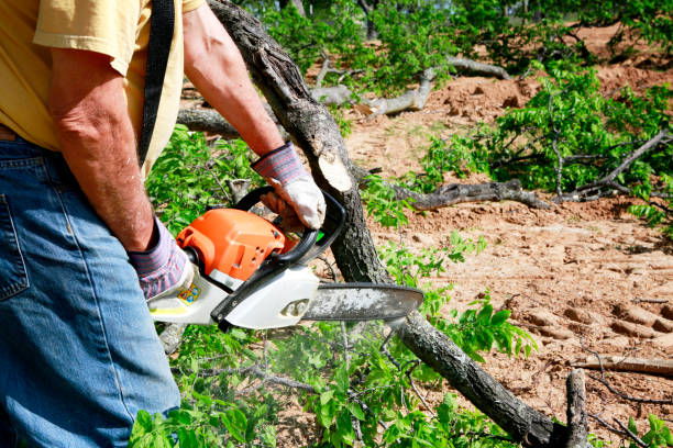 Best Palm Tree Trimming  in Coeur Dalene, ID